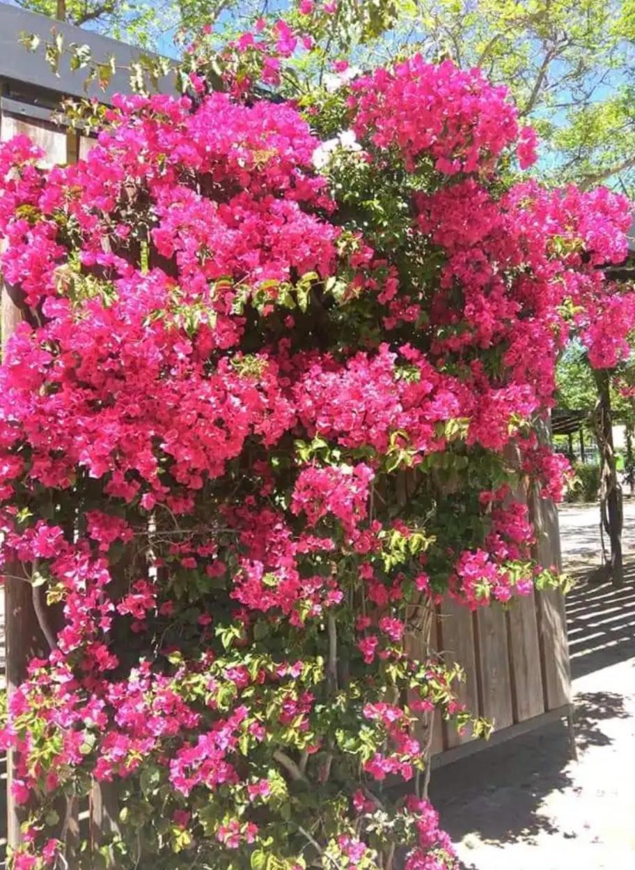 Apartamento De 3 Dormitorios Cambrils Εξωτερικό φωτογραφία